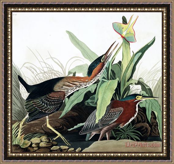 John James Audubon Green Heron Framed Print