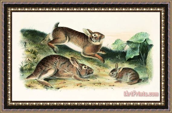 John James Audubon Grey Rabbit Framed Print