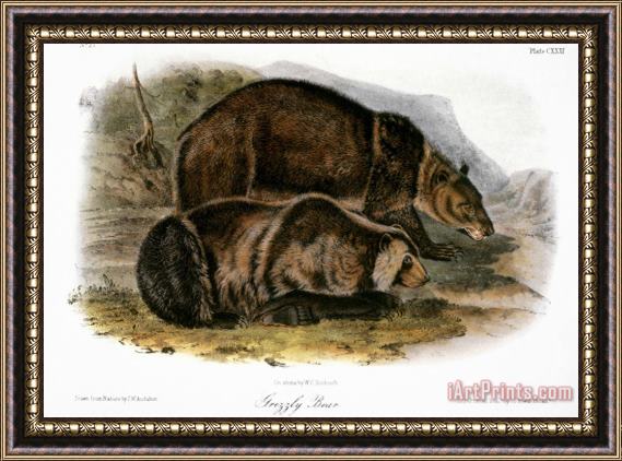 John James Audubon Grizzly Bear Ursus Ferox Framed Print