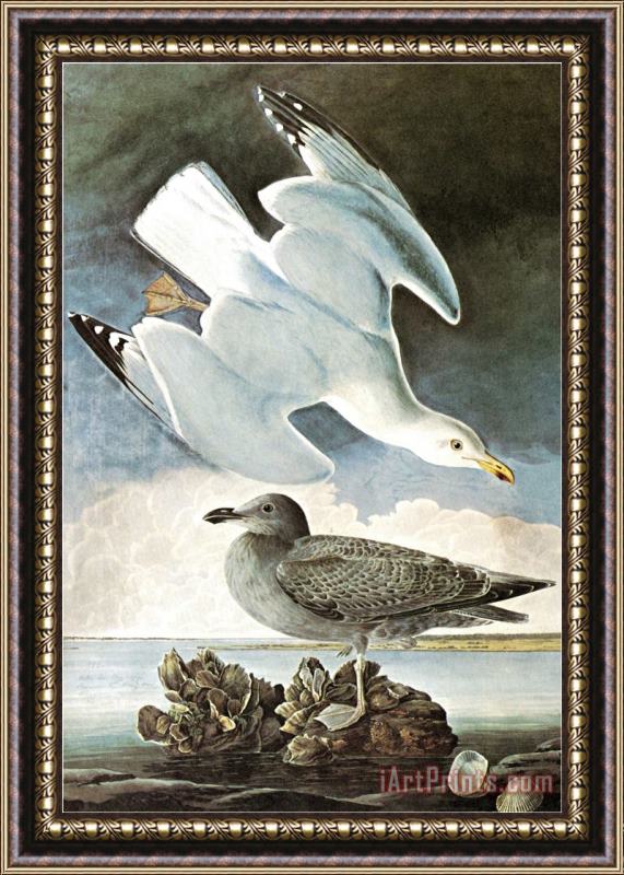 John James Audubon Herring Gull Black Duck Framed Painting