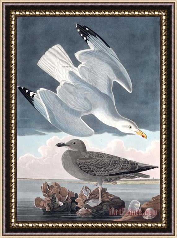 John James Audubon Herring Gull Framed Print