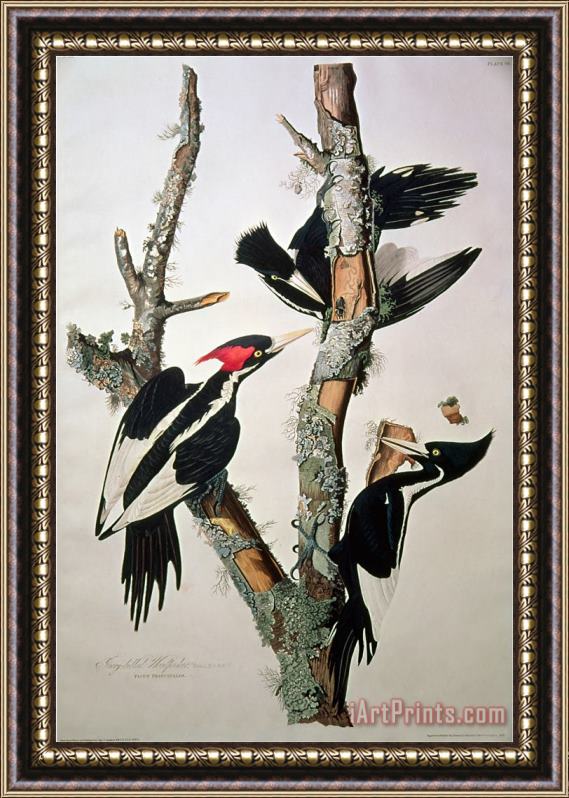 John James Audubon Ivory Billed Woodpecker From Birds of America 1829 Framed Print