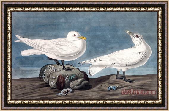 John James Audubon Ivory Gull Framed Painting