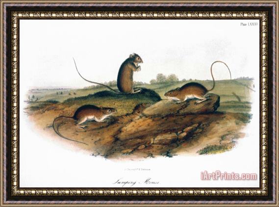 John James Audubon Jumping Mouse 1846 Framed Painting