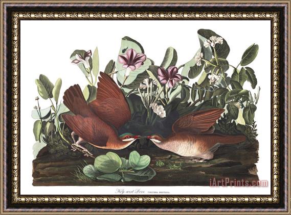 John James Audubon Key West Dove Framed Print