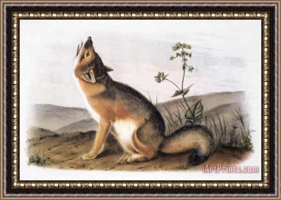 John James Audubon Kit Fox Vulpes Velox Framed Painting