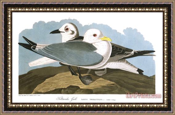 John James Audubon Kittiwake Gull Framed Painting
