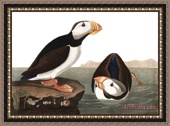 John James Audubon Large Billed Puffin Framed Painting