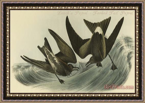 John James Audubon Leach's Petrel Forked Tail Petrel Framed Painting