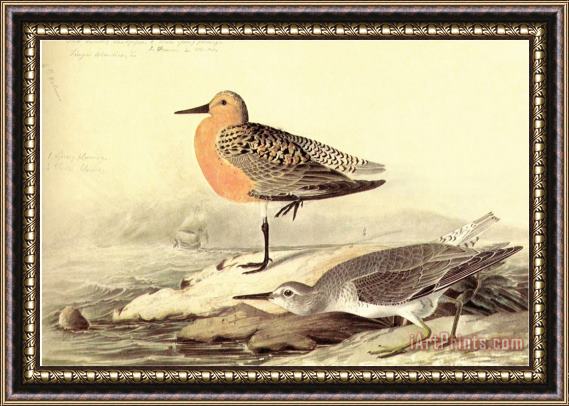 John James Audubon Leach's Petril Framed Print