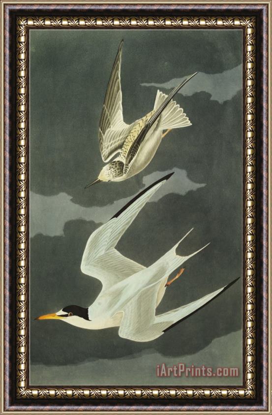 John James Audubon Lesser Tern Little Tern Sterna Albifrons From The Birds of America Framed Print