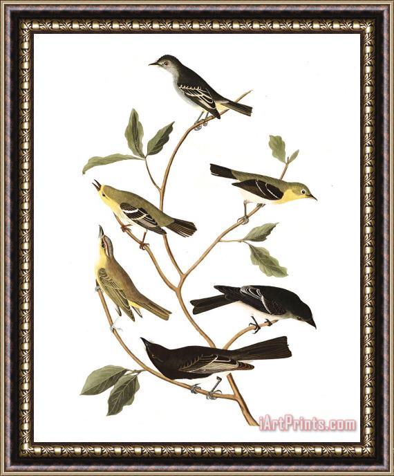 John James Audubon Little Tyrant Fly Catcher, Small Headed Fly Catcher, Blue Mountain Warbler, Bartran's Vireo, Short Legged Pewee, Rocky Mountain Fly Catcher Framed Painting