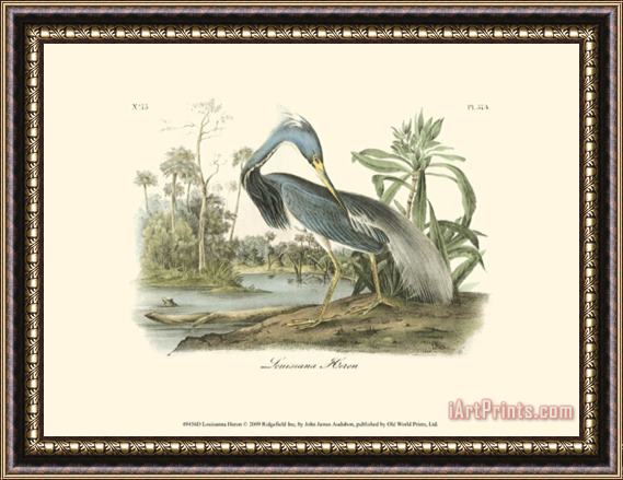 John James Audubon Louisiana Heron Framed Painting