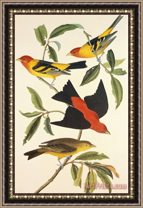 John James Audubon Louisiana Tanager Scarlet Tanager Framed Print