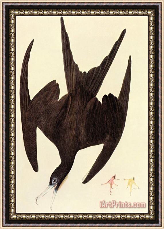 John James Audubon Magnificent Frigate Bird Framed Print