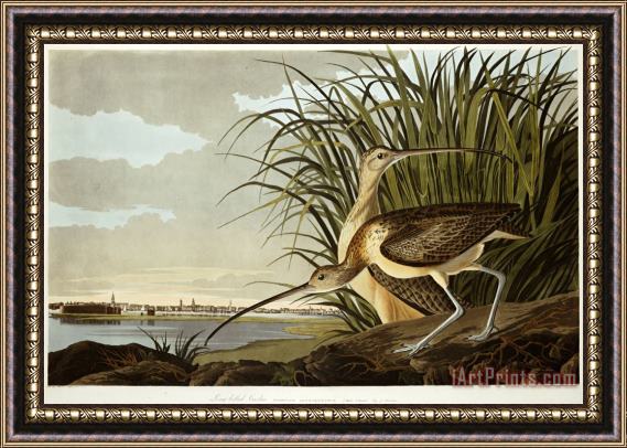 John James Audubon Male And Female Long Billed Curlew Numenius Americanus with The City of Charleston Behind Framed Print
