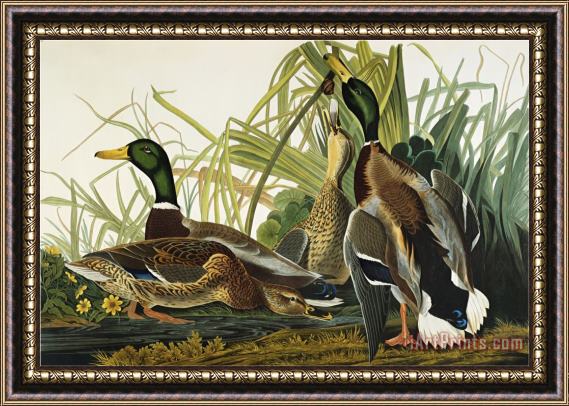 John James Audubon Mallard Duck Mallard Anas Platyrhynchos Plate Ccxxi From The Birds of America Framed Painting