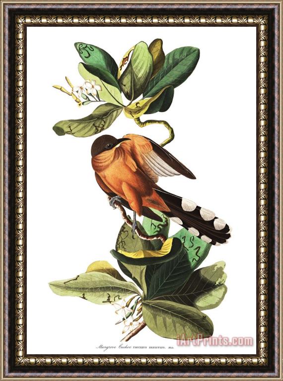 John James Audubon Mangrove Cuckoo Framed Painting