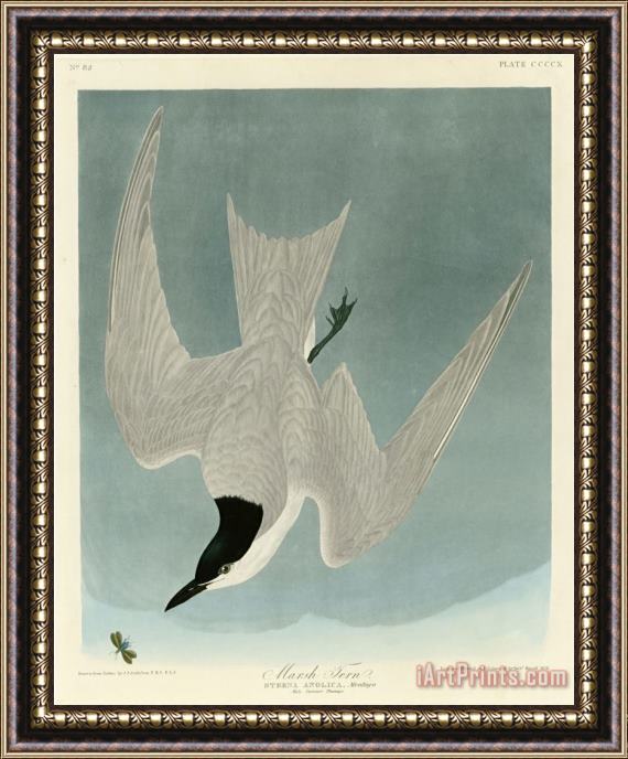 John James Audubon Marsh Tern Framed Print