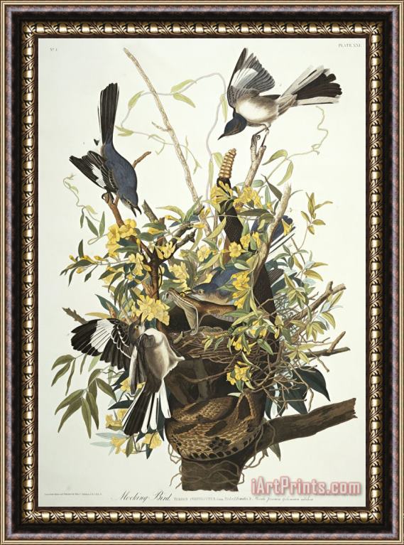 John James Audubon Mocking Bird Northern Mockingbird Mimus Polyglottos Plate Xxi From The Birds of America Framed Painting