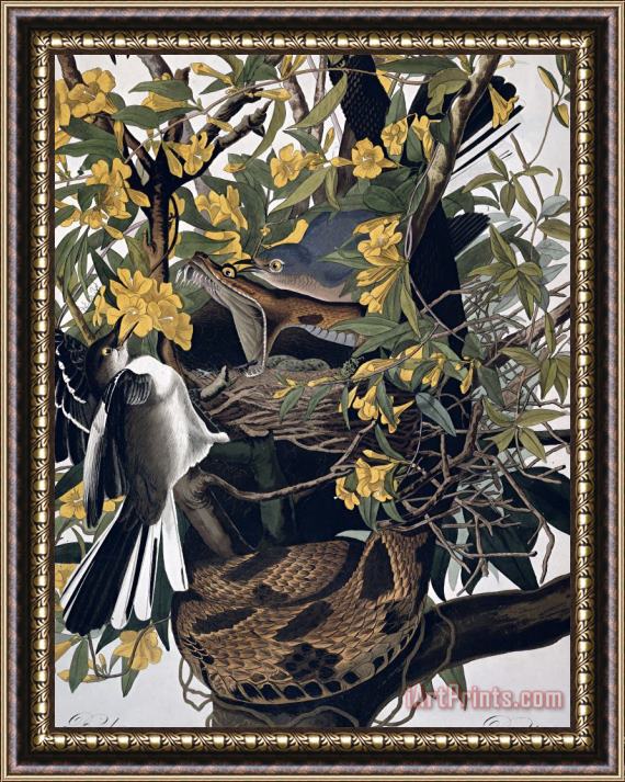 John James Audubon Mocking Birds and Rattlesnake Framed Print