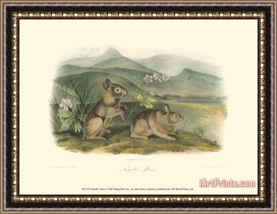 John James Audubon Nuttall's Hare Framed Print