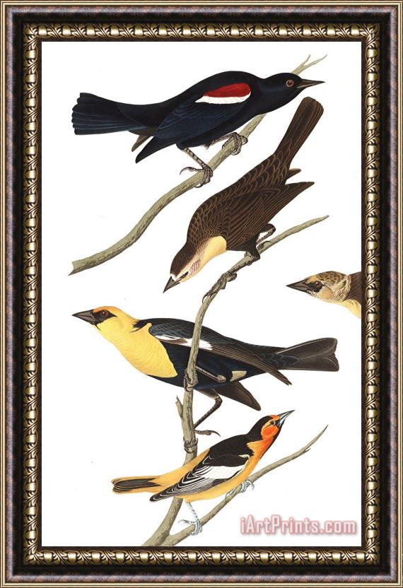 John James Audubon Nuttall's Starling, Yellow Headed Troopial, Bullock's Oriole Framed Painting