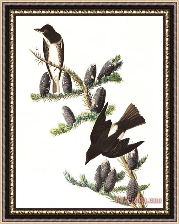 John James Audubon Olive Sided Flycatcher Framed Painting
