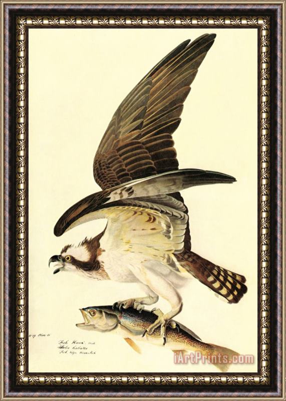 John James Audubon Osprey Framed Painting
