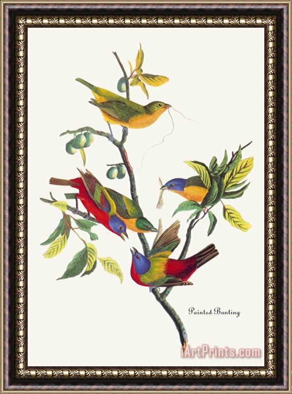 John James Audubon Painted Bunting Framed Print