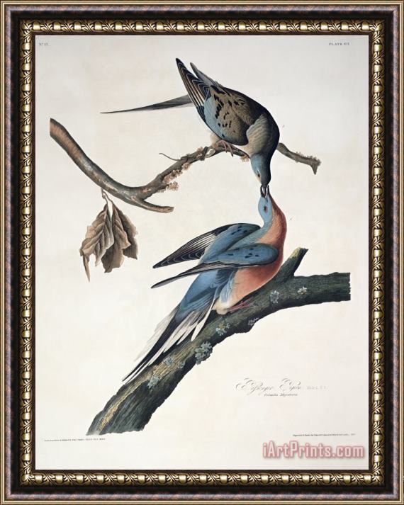 John James Audubon Passenger Pigeon From Birds of America Engraved by Robert Havell Framed Painting