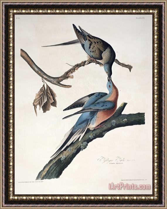 John James Audubon Passenger Pigeon Framed Painting