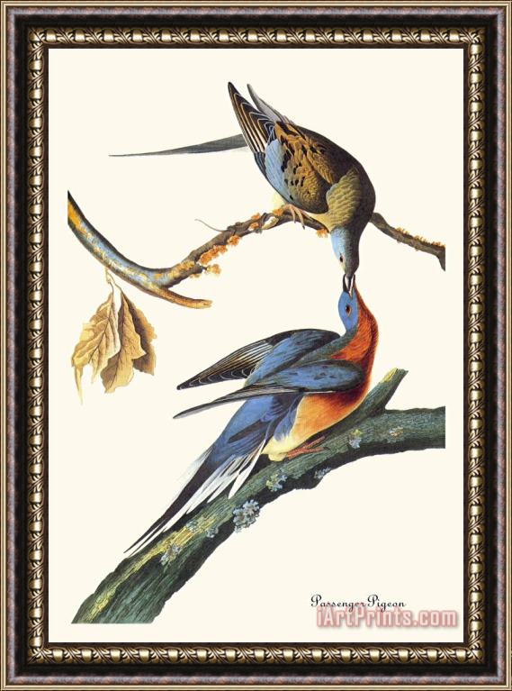 John James Audubon Passenger Pigeon Framed Print