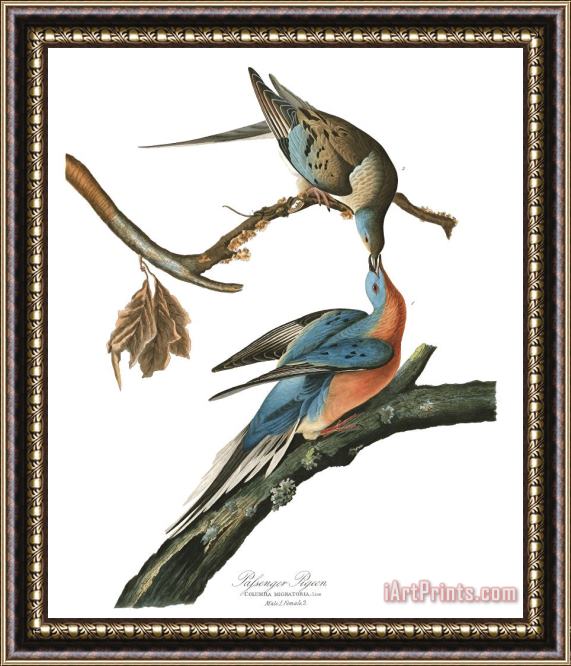 John James Audubon Passenger Pigeon Framed Print