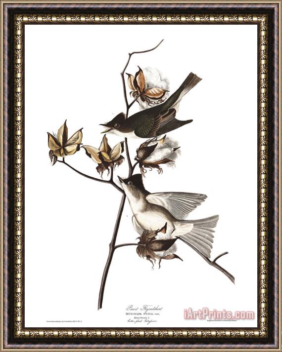 John James Audubon Pewit Flycatcher Framed Print
