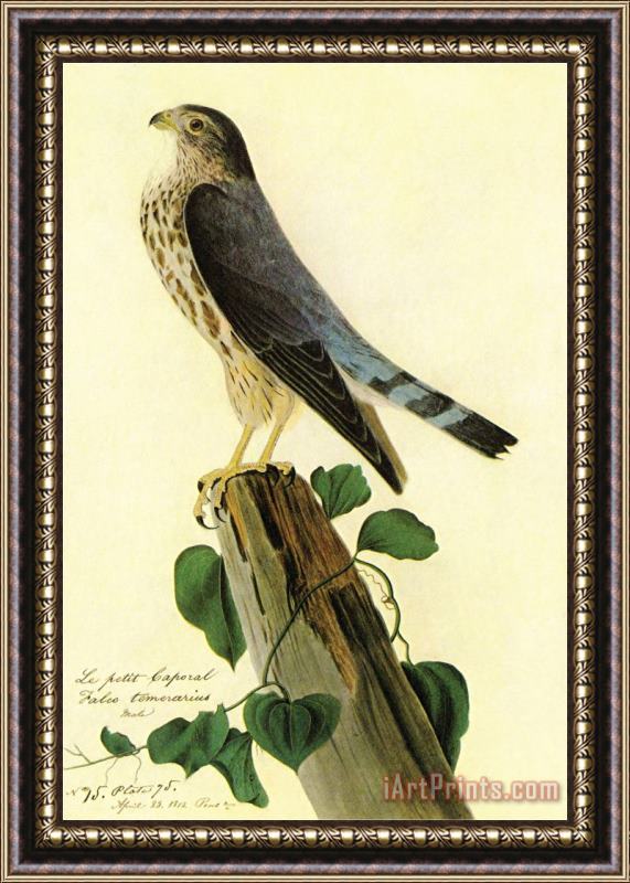 John James Audubon Pigeon Hawk Framed Painting