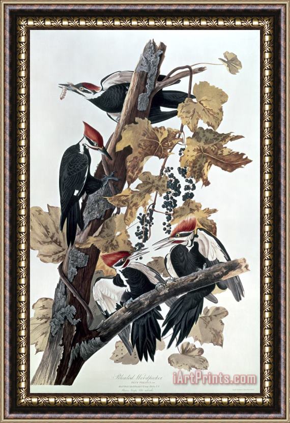 John James Audubon Pileated Woodpeckers Framed Painting