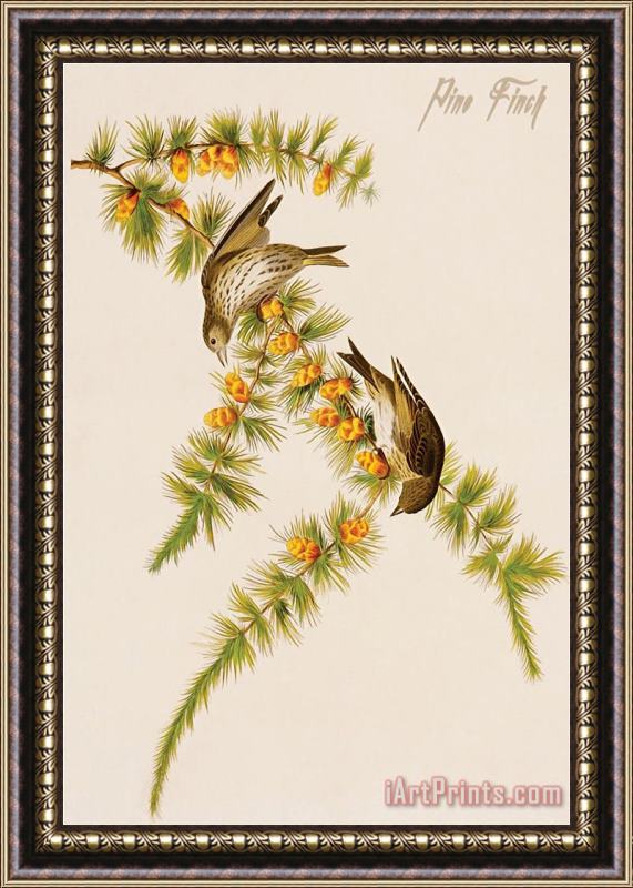 John James Audubon Pine Finch Framed Painting