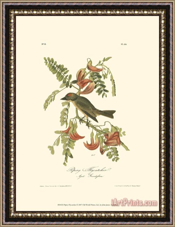 John James Audubon Pipiry Flycatcher Framed Painting