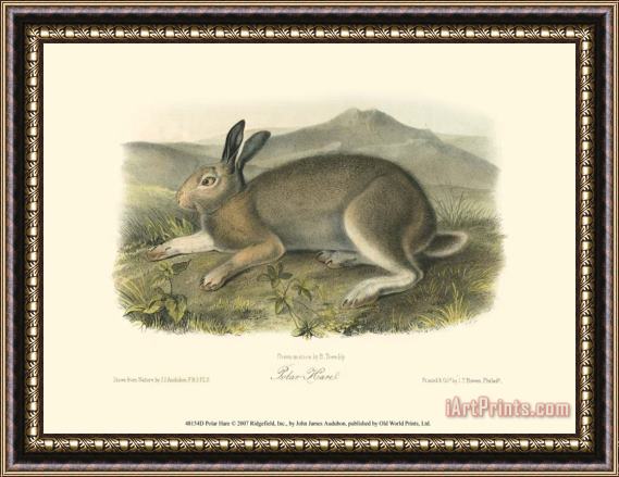 John James Audubon Polar Hare Framed Print