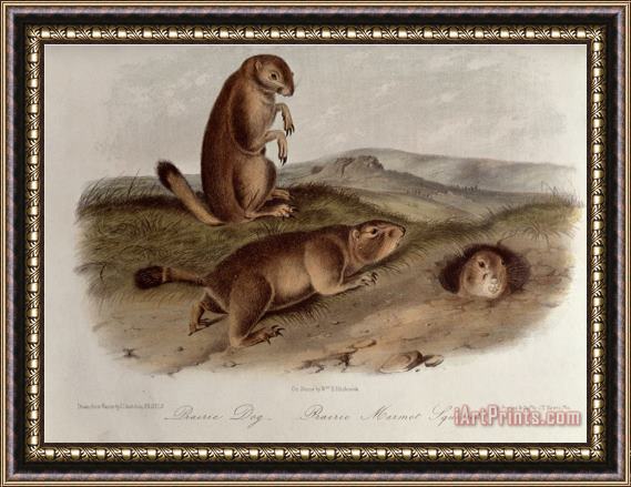John James Audubon Prairie Dog From Quadrupeds of North America 1842 5 Framed Painting