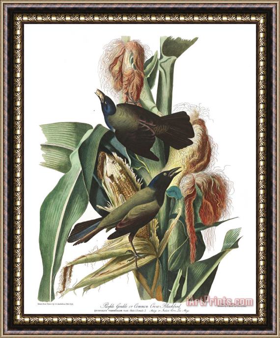 John James Audubon Purple Grakle, Or Common Crow Blackbird Framed Painting