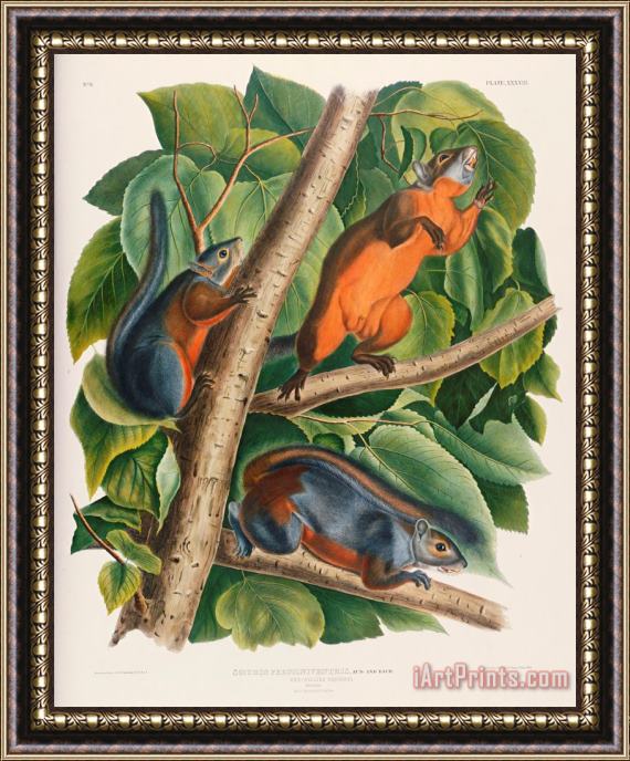John James Audubon Red Bellied Squirrel Framed Painting