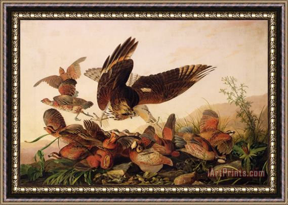 John James Audubon Red Shouldered Hawk Attacking Bobwhite Partridge Framed Print