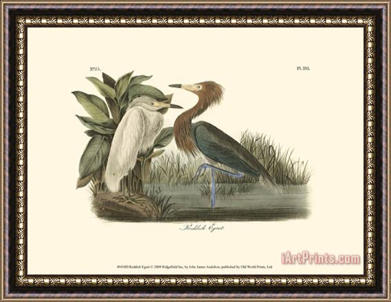 John James Audubon Reddish Egret Framed Painting