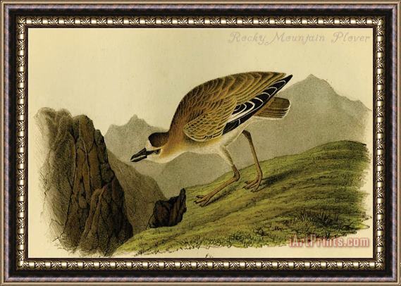 John James Audubon Rocky Mountain Plover Framed Painting