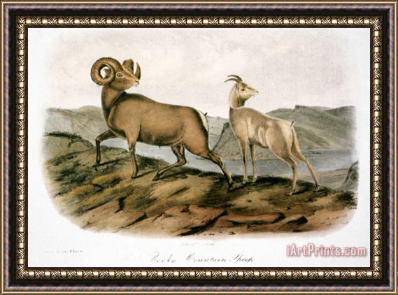 John James Audubon Rocky Mountain Sheep 1846 Framed Painting