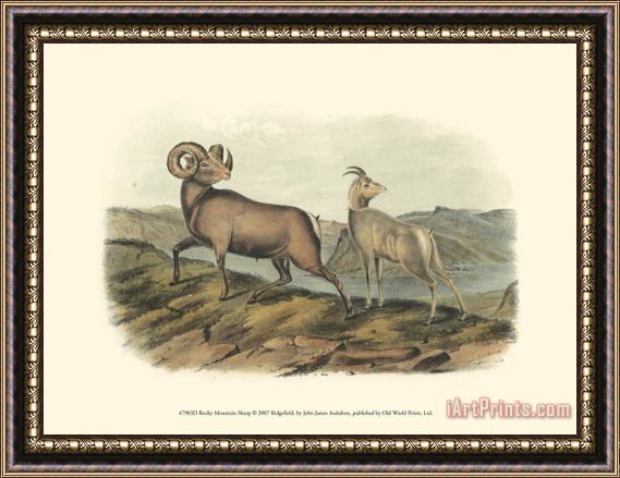 John James Audubon Rocky Mountain Sheep Framed Print