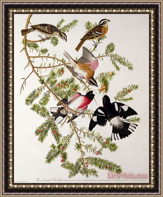 John James Audubon Rose Breasted Grosbeak From Birds of America Framed Print