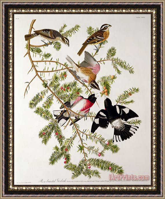 John James Audubon Rose breasted Grosbeak Framed Print